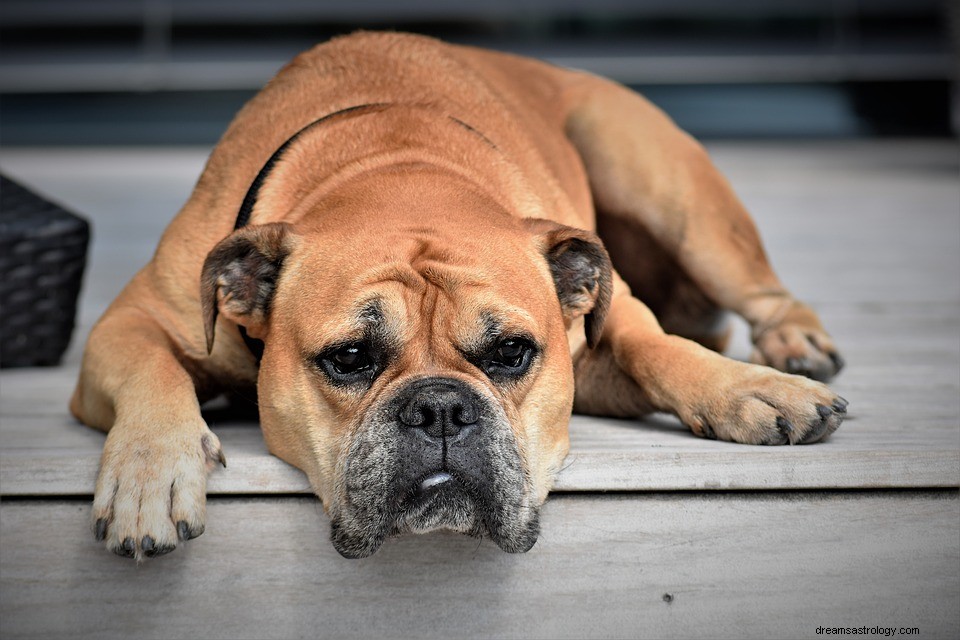 Dromen over Bulldog - Betekenis en symboliek 