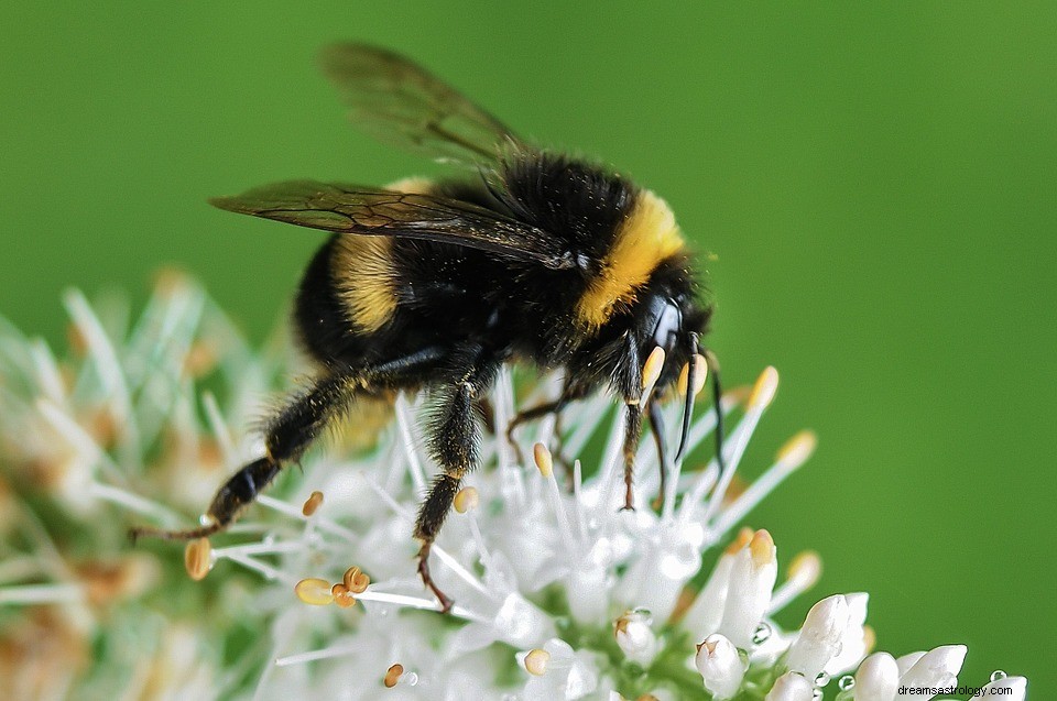 Bumblebee - Drømmebetydning og -tolkning 