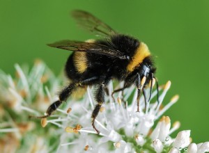 Bumblebee - Signification et interprétation des rêves 