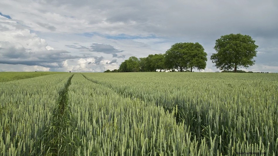 Middens i en dröm – mening och symbolik 