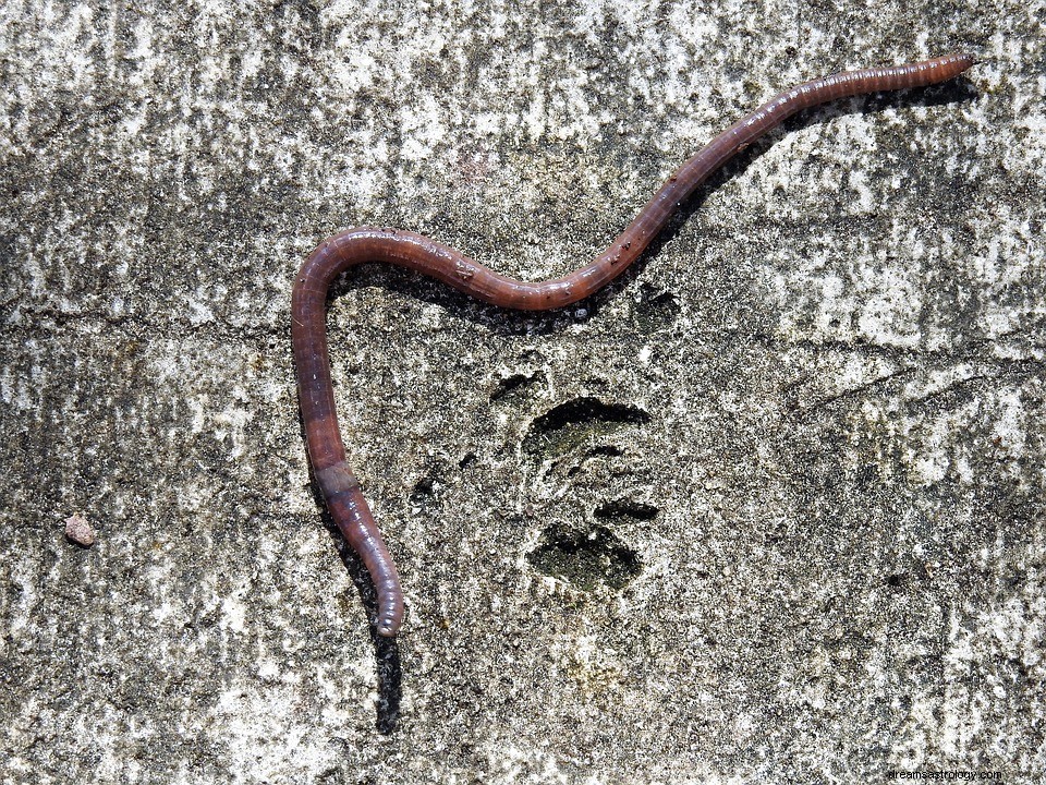 Wat betekent het om te dromen van een worm? 