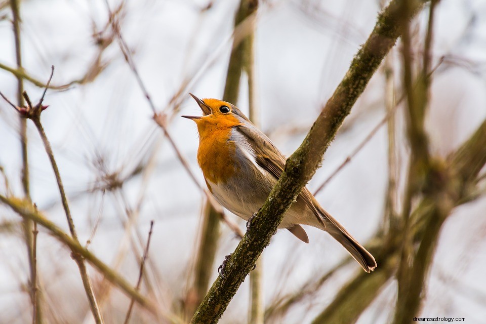 Dromen over Twitteren - Betekenis en symboliek 