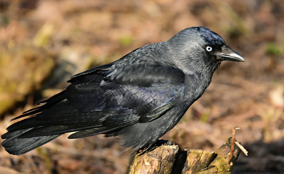 Hvad vil det sige at drømme om en jackdaw? 