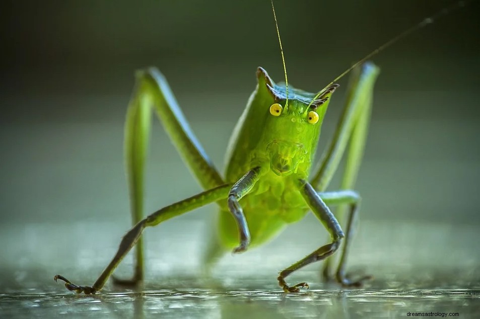 Crickets - Drømmebetydning og -tolkning 