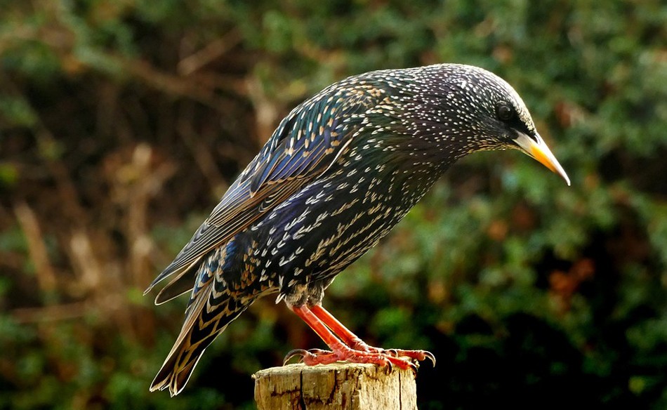 Starling – Drømmebetydning og -tydning 