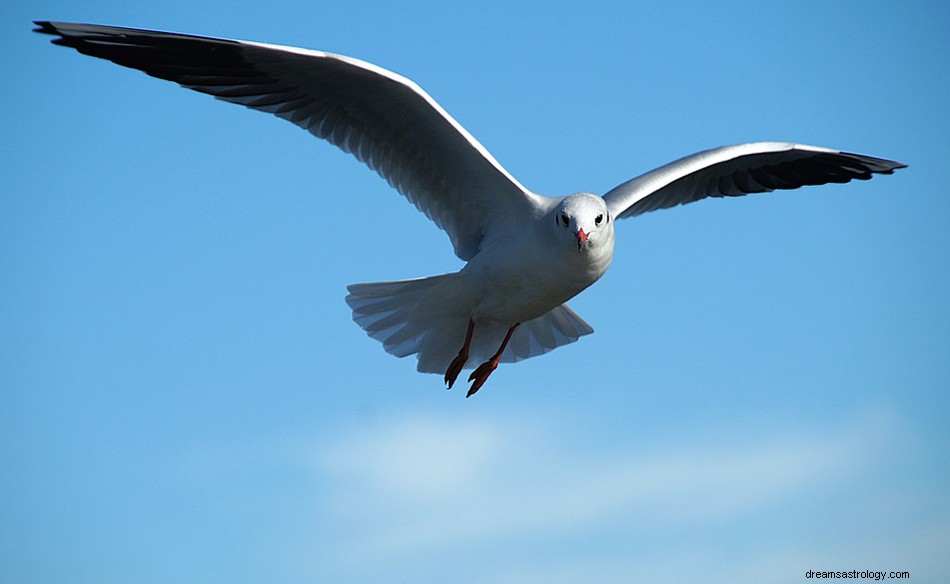 Gaviotas – Significado e Interpretación de los Sueños 