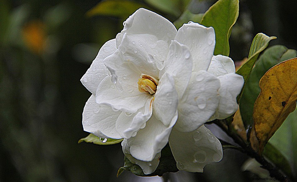 Gardenia - Drømmebetydning og -tolkning 