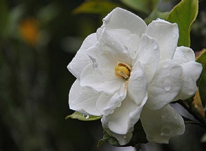 Gardenia – Significado e Interpretación de los Sueños 