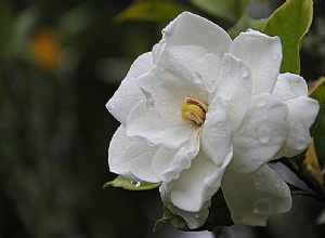 Gardenia – Betekenis en interpretatie van dromen 
