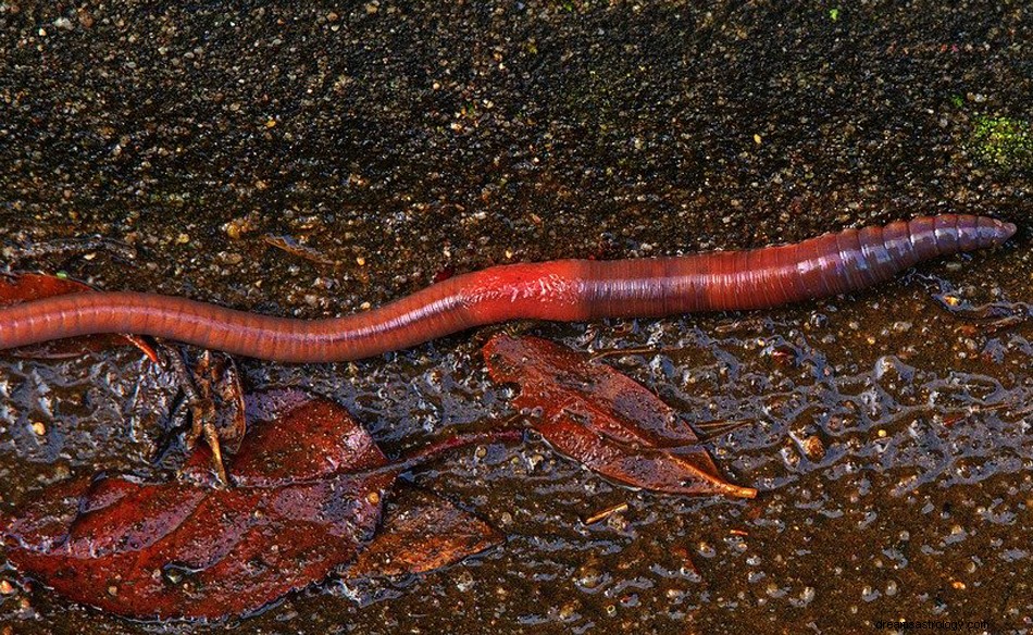 Wat betekent het om te dromen van een regenworm? 