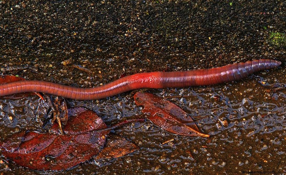 ¿Qué significa soñar con una lombriz de tierra? 