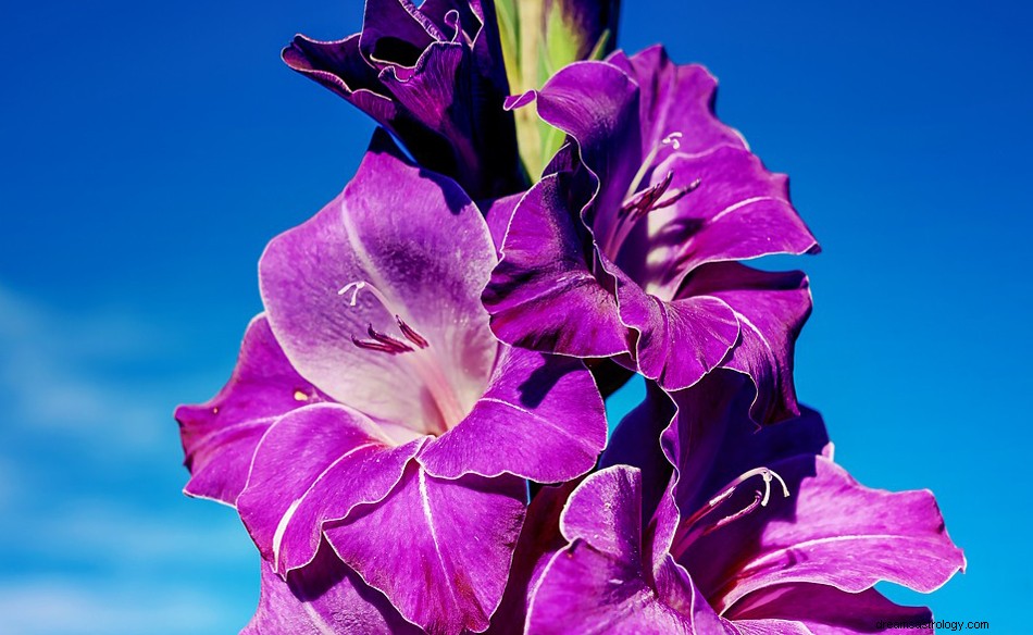 Gladiolus in einem Traum – Bedeutung und Symbolik 