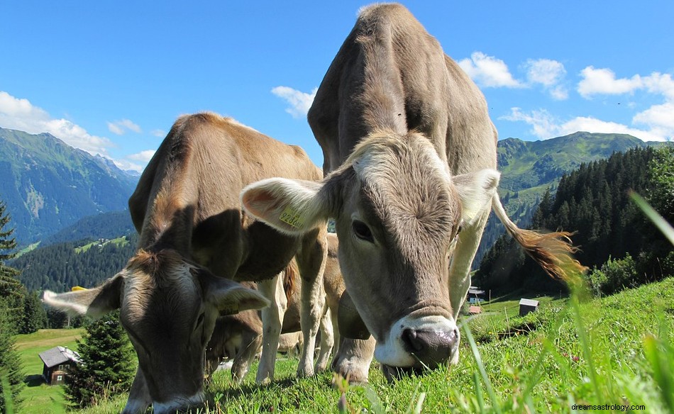 O que significa sonhar com gado? 