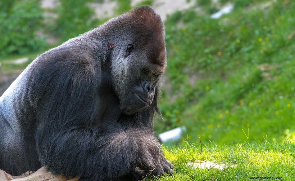 Gorila – Significado e simbolismo dos sonhos 