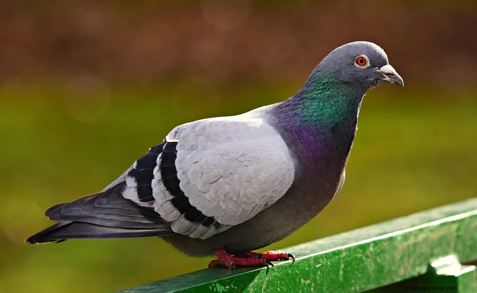 Pigeons dans un rêve - Signification et symbolisme 