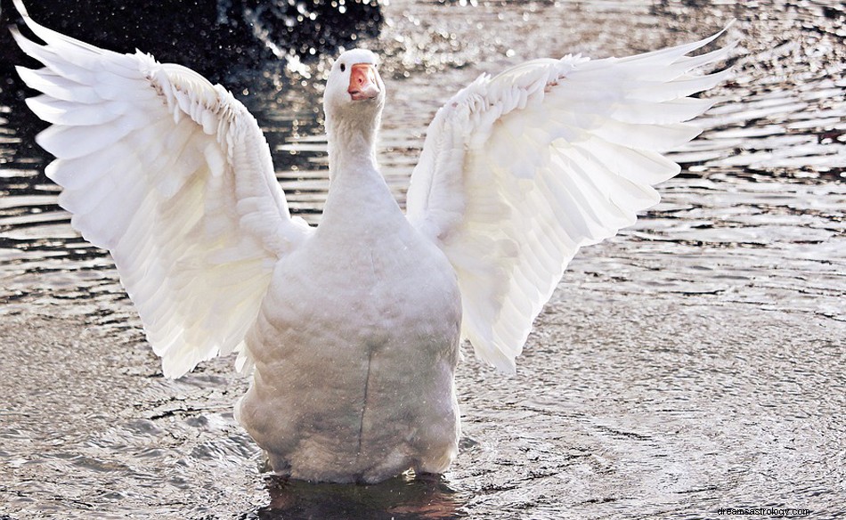 Gans - Betekenis en interpretatie van dromen 