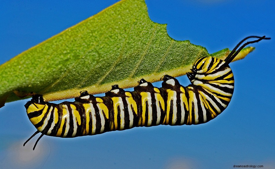 At drømme om Caterpillar - Betydning og symbolik 