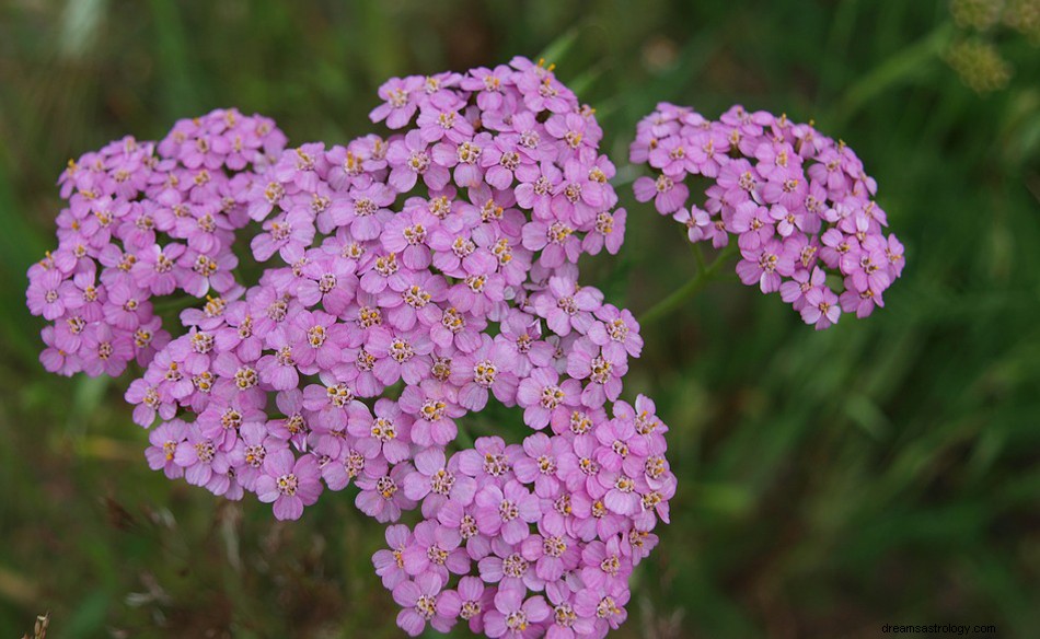 Milfoil in a Dream – Význam a symbolika 