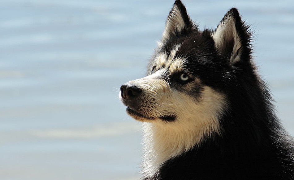 Von Husky träumen – Bedeutung und Symbolik 