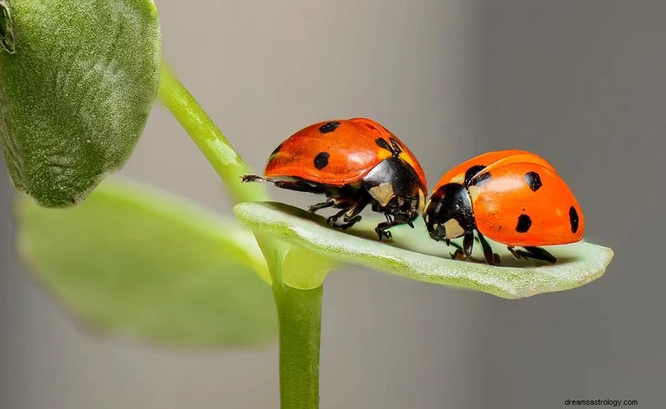 Insekter i en dröm – mening och symbolik 