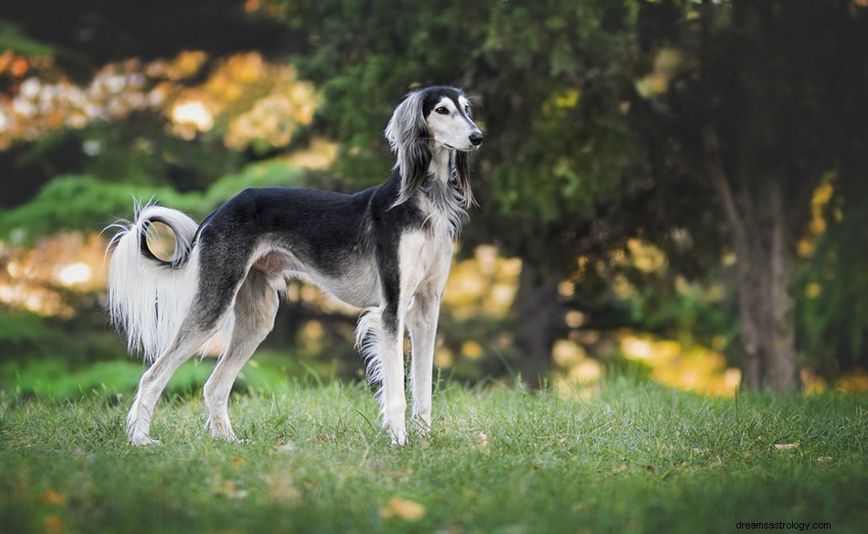 Å drømme om greyhound - mening og symbolikk 
