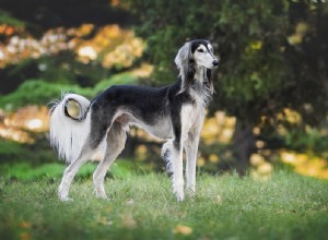 At drømme om Greyhound - Betydning og symbolik 