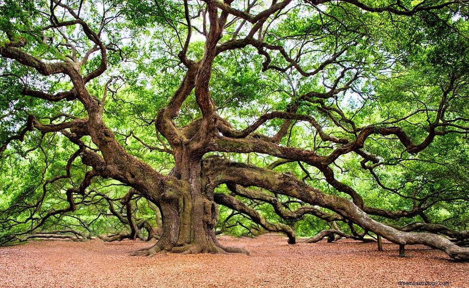 Cosa significa sognare una quercia? 