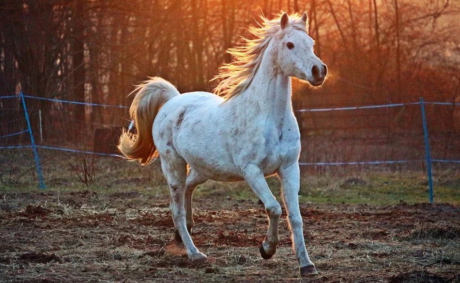 Cavalo – Significado e simbolismo dos sonhos 