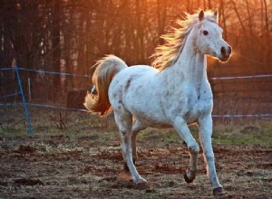 Caballo – Significado y simbolismo de los sueños 