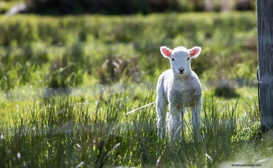 Agnello in un sogno:significato e simbolismo 