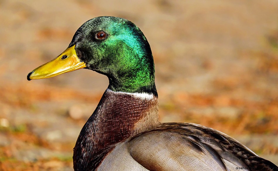 Mallards – Όνειρο νόημα και συμβολισμός 