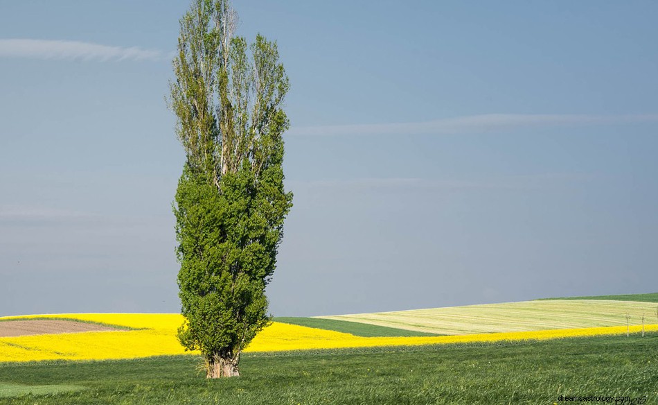 Cosa significa sognare un pioppo? 