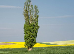 Was bedeutet es, von einer Pappel zu träumen? 