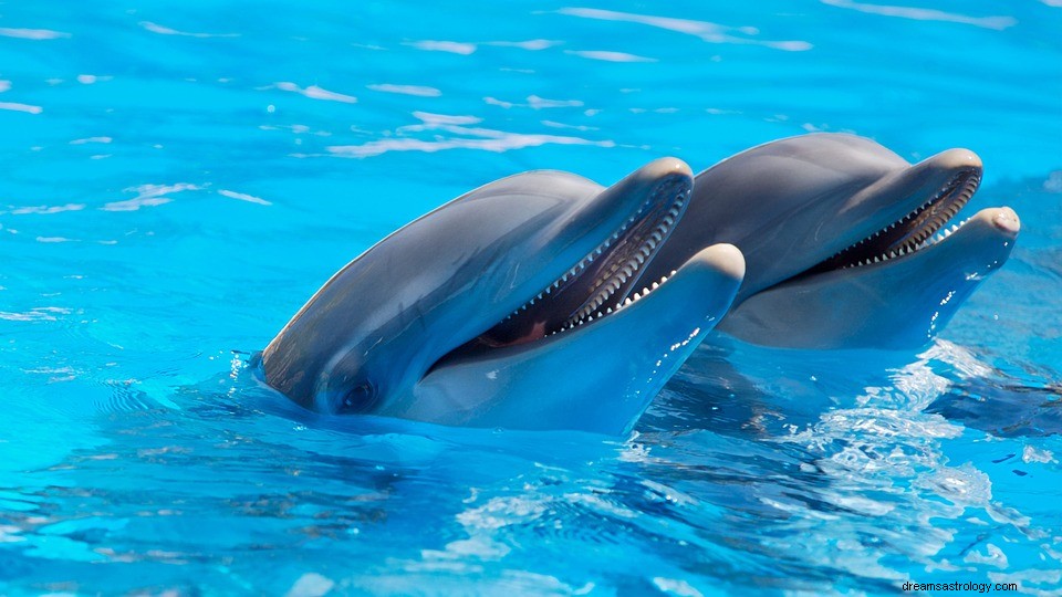 Hvad vil det sige at drømme om en delfin? 