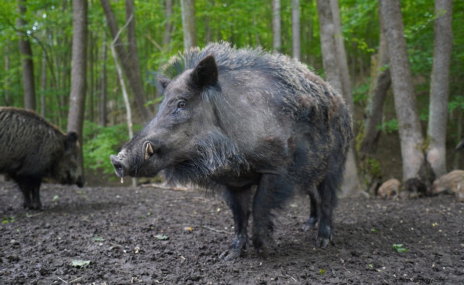 Vom Wildschwein träumen – Bedeutung und Symbolik 