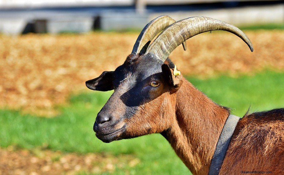 Att drömma om Billy Goat – mening och symbolik 