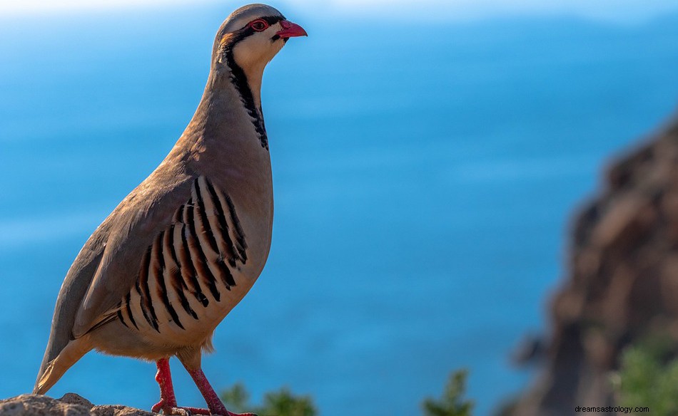 Partridge - Drømmebetydning og -tolkning 