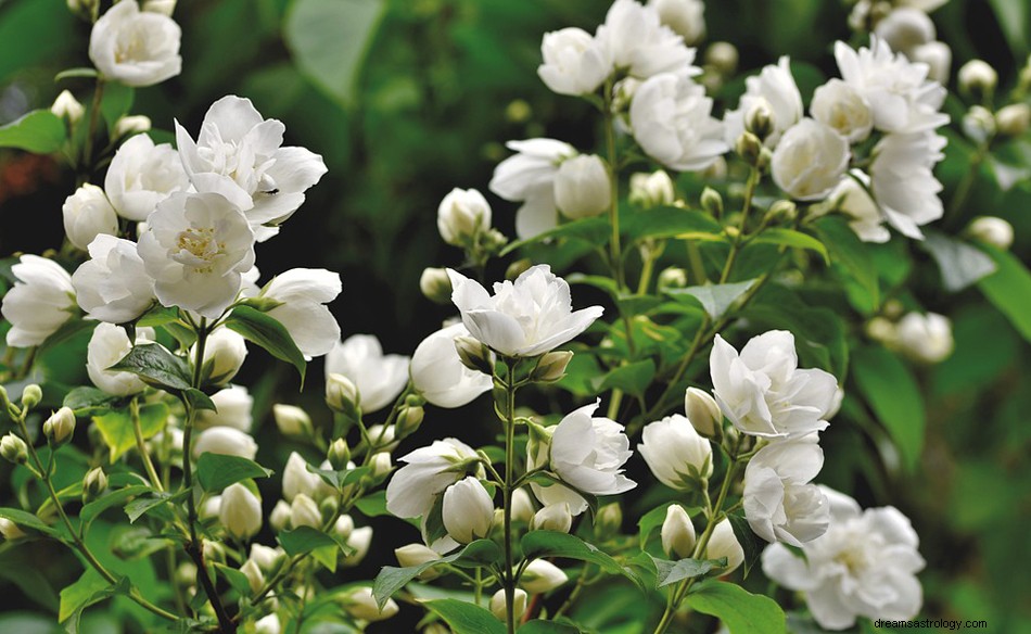 Was bedeutet es, von einem Jasmin zu träumen? 