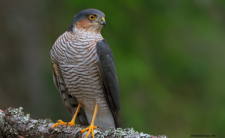 Hawk - Drømmebetydning og -fortolkning 