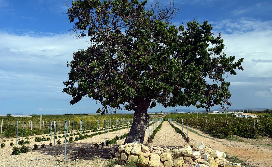 Mulberry Tree - Drømmebetydning og symbolikk 