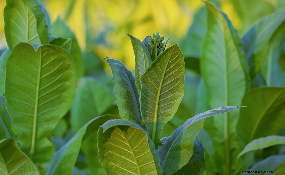 Sonhar com Tabaco – Significado e Simbolismo 