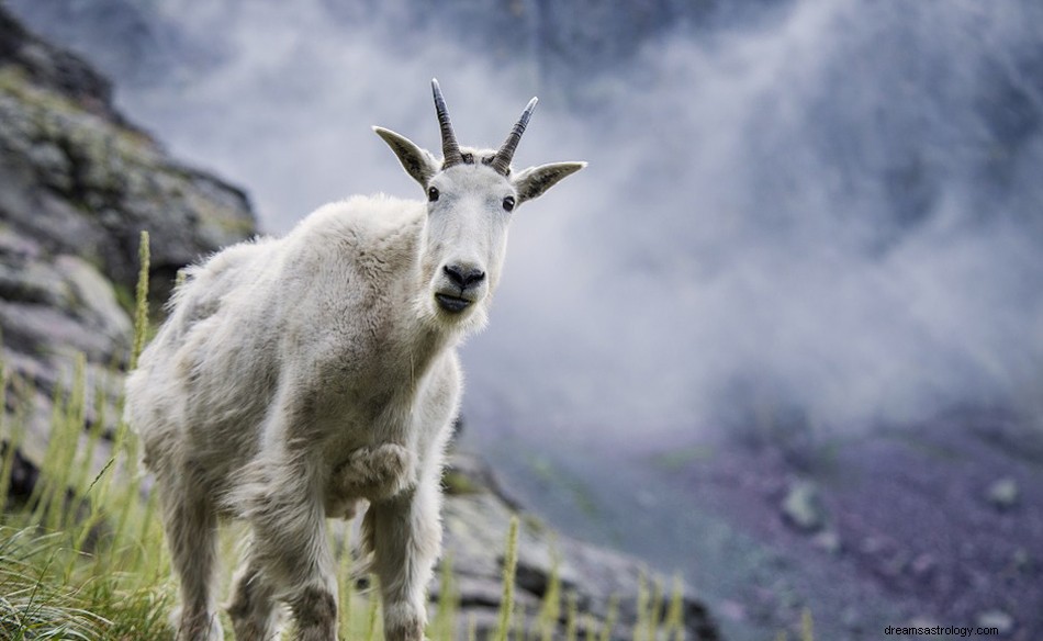 Vad betyder det att drömma om en bergsget? 