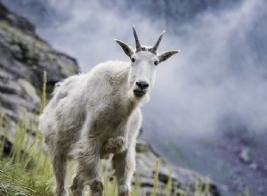 Que signifie rêver d une chèvre de montagne ? 