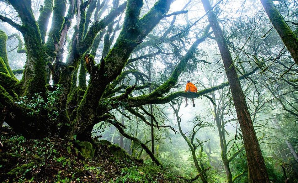 Selva – Significado e Interpretação dos Sonhos 