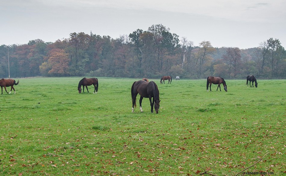 Stoeterij in een droom - Betekenis en symboliek 