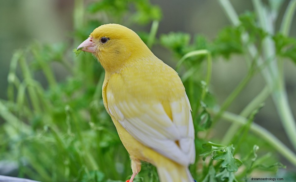 夢の中のカナリア鳥–意味と象徴性 