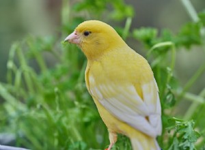 Pájaro Canario en un Sueño – Significado y Simbolismo 