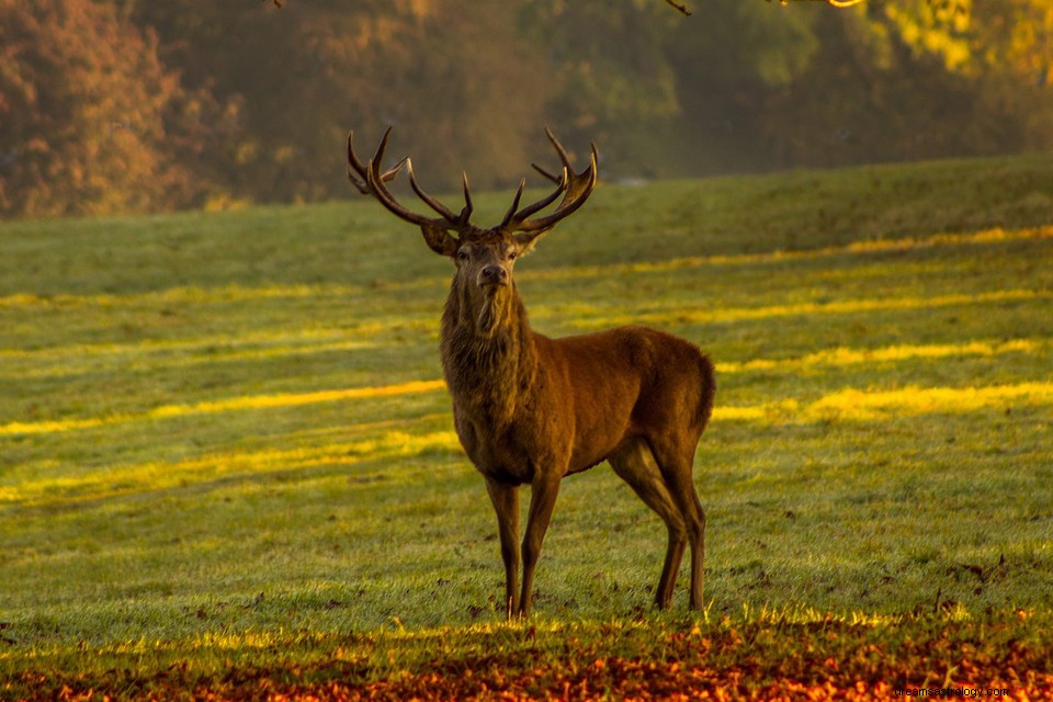 Cerf - Signification et symbolisme des rêves 