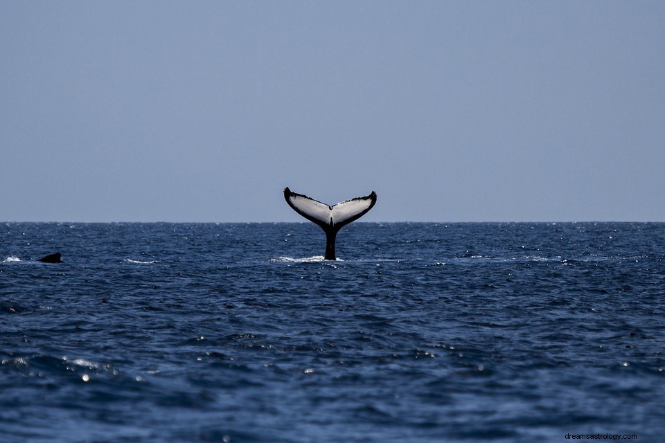 Velryba – význam a vysvětlení snu 