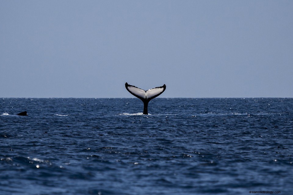 Ballena – Significado y explicación de los sueños 